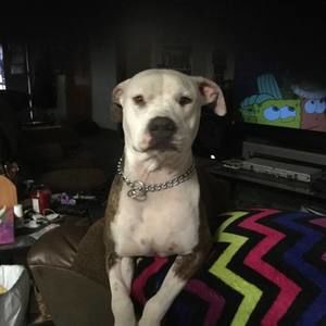 Meet your Posher, Greg